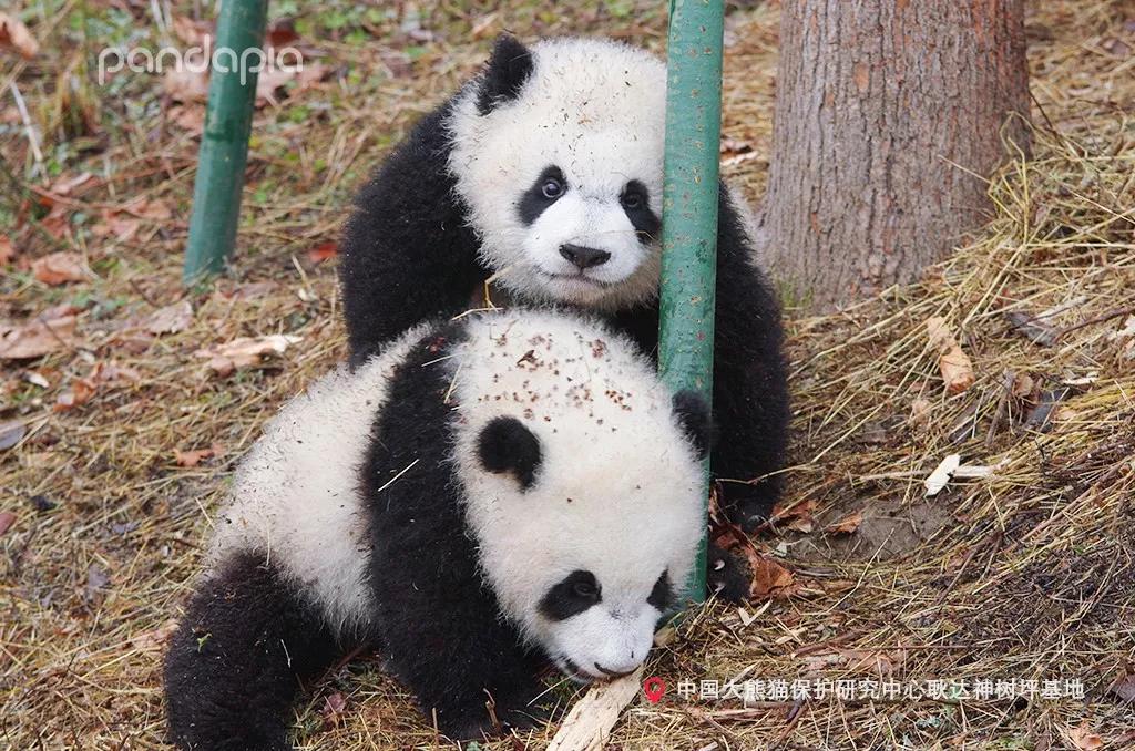 终于知道熊猫麻将到底有没有挂（熊猫麻将有不有挂）